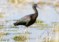 Glossy Ibis Plegadis falcinellus