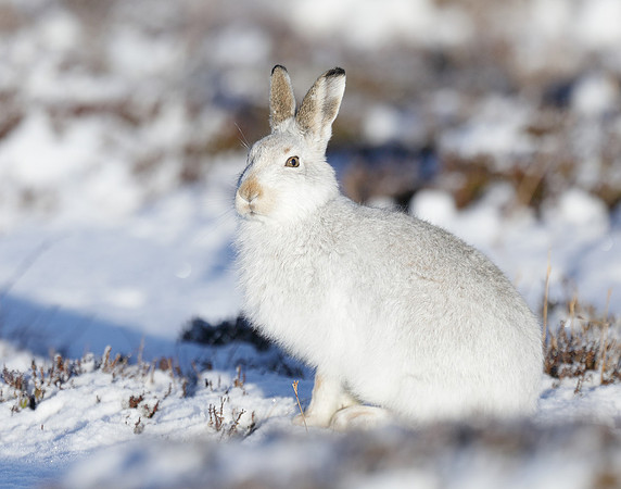 Mountain Hare Lepus timidus