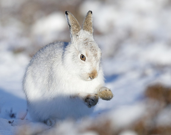 Mountain Hare Lepus timidus