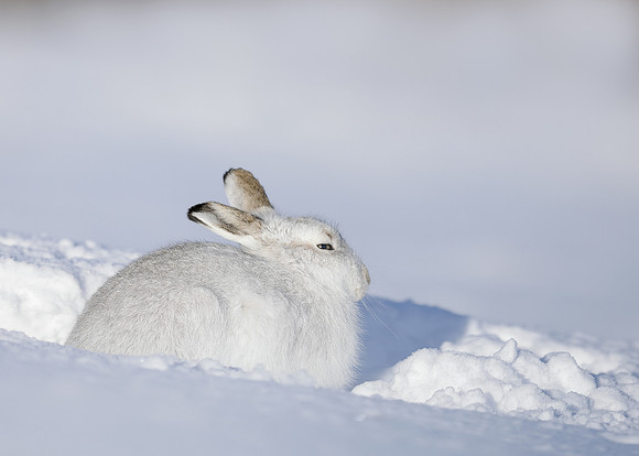Mountain Hare Lepus timidus
