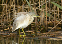Squacco Heron Ardeola ralloides