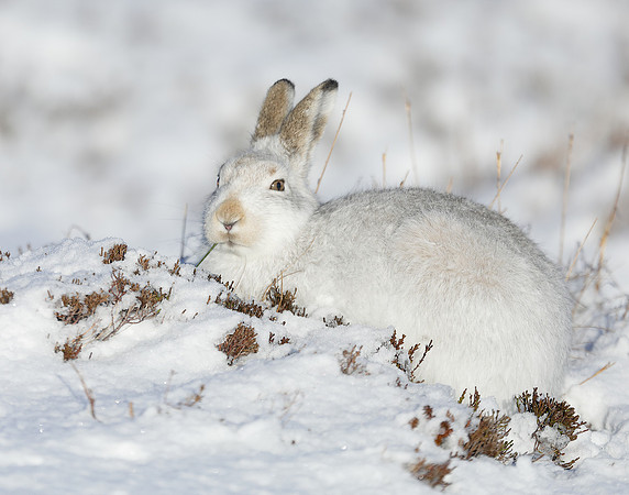 Mountain Hare Lepus timidus