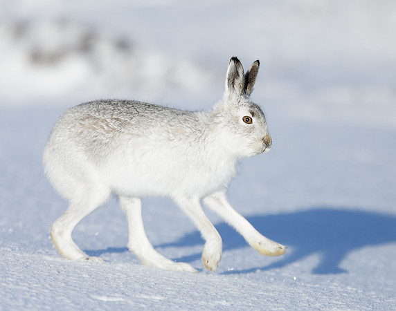 Mountain Hare Lepus timidus