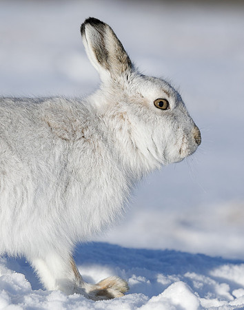 Mountain Hare Lepus timidus
