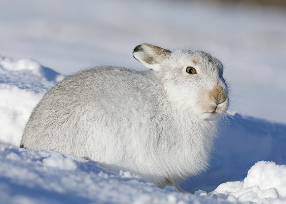Mountain Hare Lepus timidus