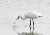 Spoonbill Platalea leucorodia
