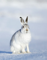 Mountain Hare Lepus timidus