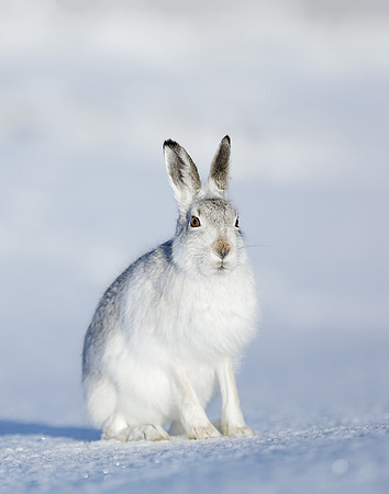 Mountain Hare Lepus timidus