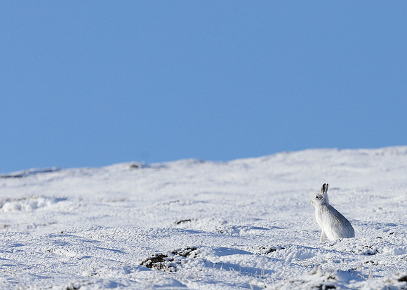 Mountain Hare Lepus timidus