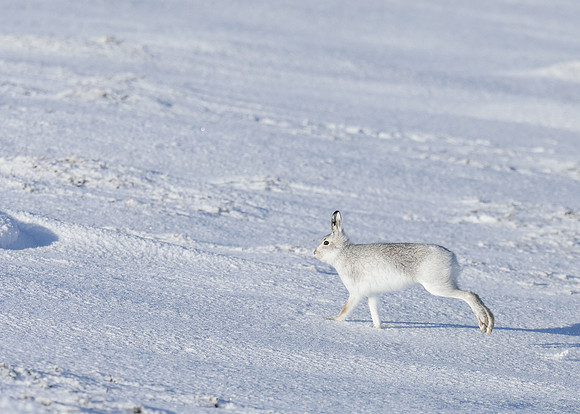 Mountain Hare Lepus timidus