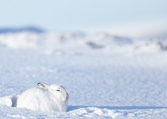 Mountain Hare Lepus timidus
