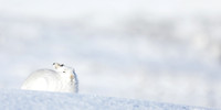 Mountain Hare Lepus timidus