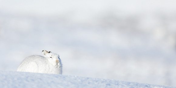 Mountain Hare Lepus timidus