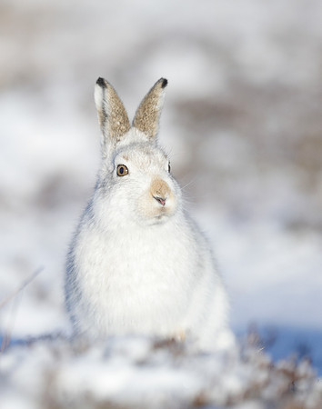 Mountain Hare Lepus timidus