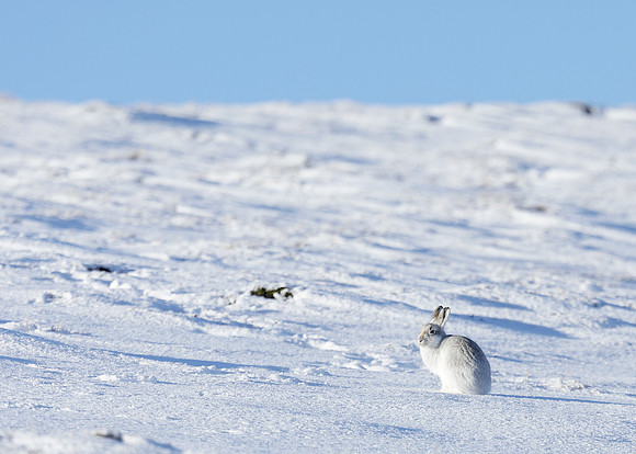 Mountain Hare Lepus timidus
