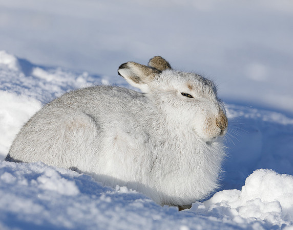 Mountain Hare Lepus timidus