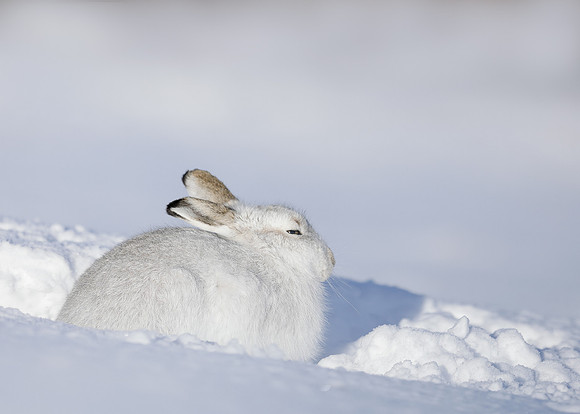 Mountain Hare Lepus timidus
