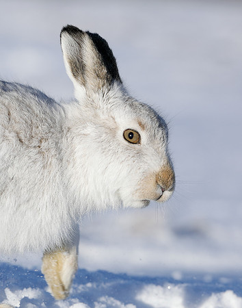 Mountain Hare Lepus timidus