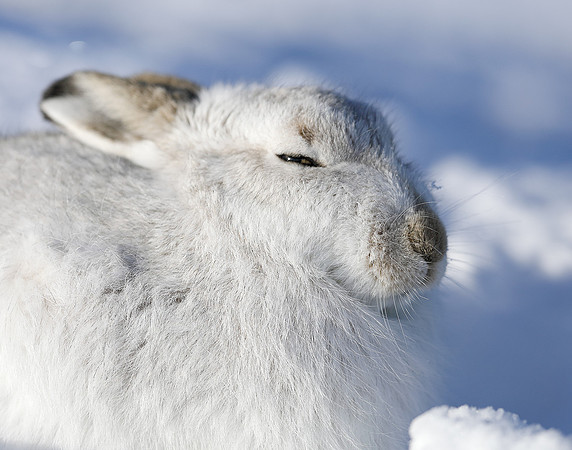 Mountain Hare Lepus timidus