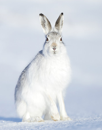 Mountain Hare Lepus timidus