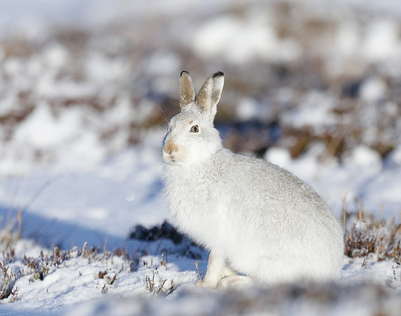 Mountain Hare Lepus timidus