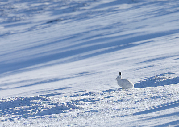 Mountain Hare Lepus timidus