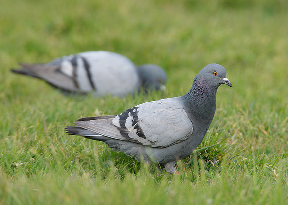 Rock Dove Columba livia