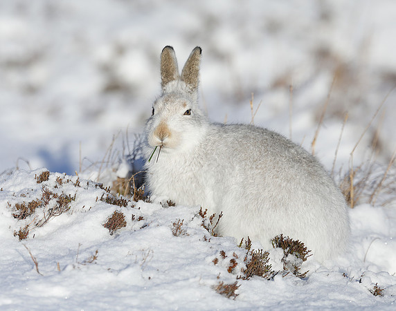 Mountain Hare Lepus timidus