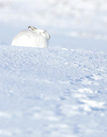 Mountain Hare Lepus timidus