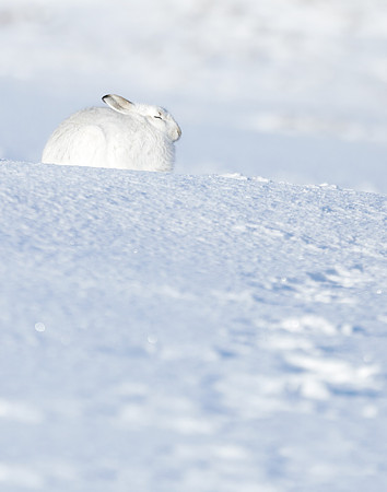 Mountain Hare Lepus timidus