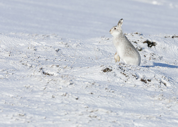 Mountain Hare Lepus timidus