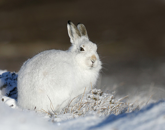 Mountain Hare Lepus timidus