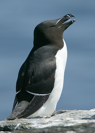 Razorbill Alca torda