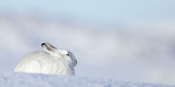 Mountain Hare Lepus timidus