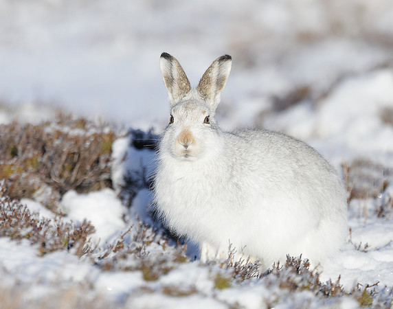 Mountain Hare Lepus timidus