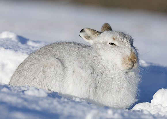 Mountain Hare Lepus timidus