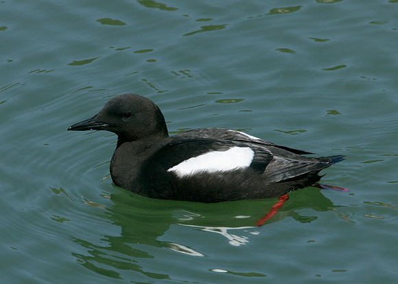 Black Guillemot Cepphus grylle