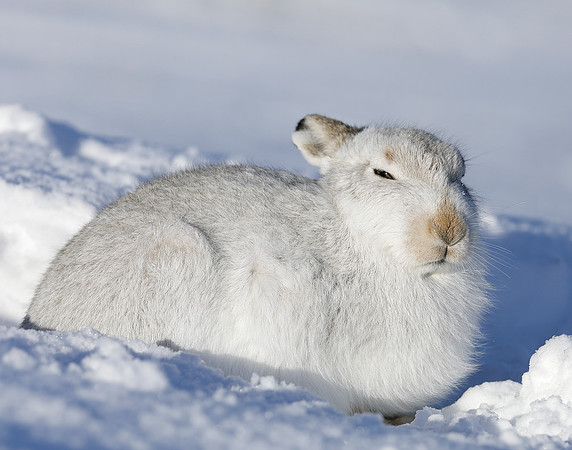 Mountain Hare Lepus timidus