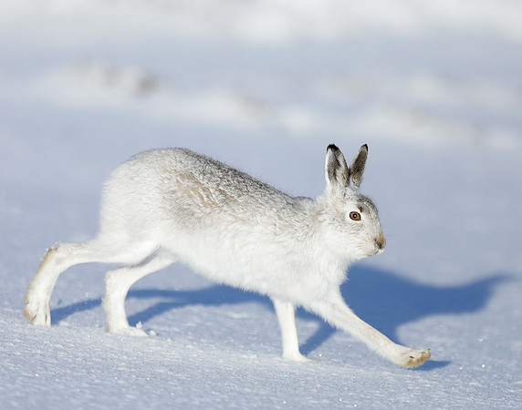 Mountain Hare Lepus timidus