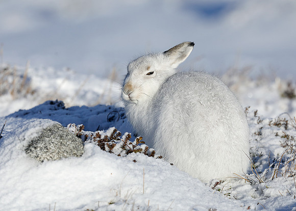 Mountain Hare Lepus timidus