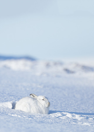 Mountain Hare Lepus timidus