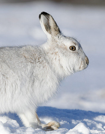Mountain Hare Lepus timidus