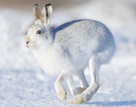Mountain Hare Lepus timidus