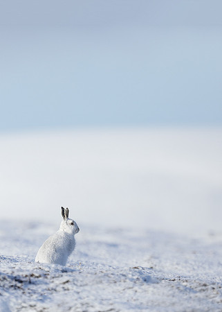 Mountain Hare Lepus timidus