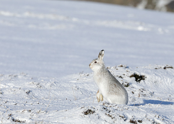Mountain Hare Lepus timidus