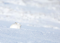 Mountain Hare Lepus timidus