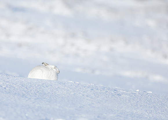 Mountain Hare Lepus timidus
