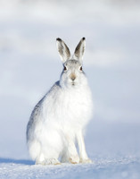 Mountain Hare Lepus timidus