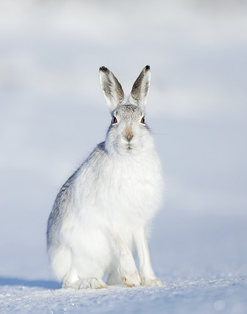 Mountain Hare Lepus timidus