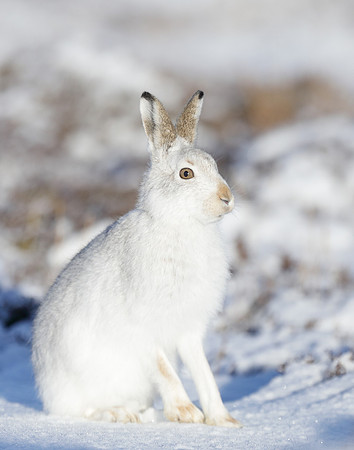 Mountain Hare Lepus timidus